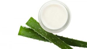 aloe vera01