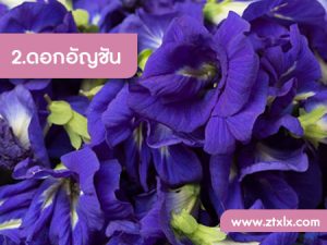 สูตรไม่ลับรักษาผมร่วงด้วยสมุนไพร 2