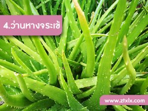 สูตรไม่ลับรักษาผมร่วงด้วยสมุนไพร 4