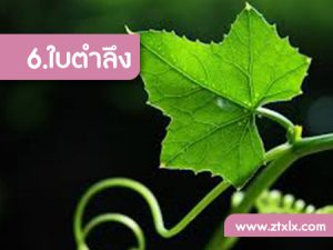 สูตรไม่ลับรักษาผมร่วงด้วยสมุนไพร6